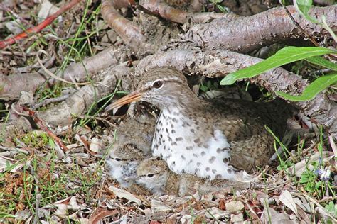 Spotted Sandpiper at nest Photograph by Damon Calderwood - Fine Art America