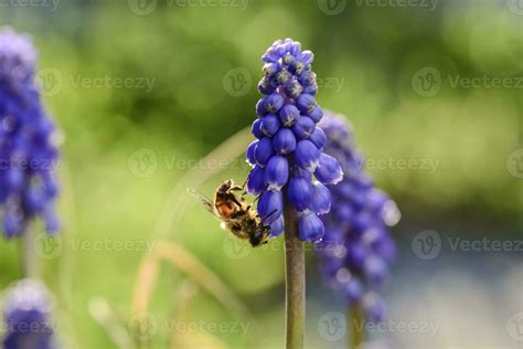 Bee pollinating a flower 26216700 Stock Photo at Vecteezy