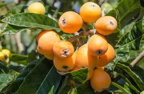 Loquat Fruit Farming Information Guide | Agri Farming