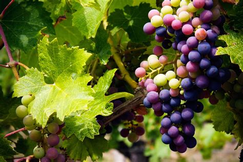 Grape Harvest Info – Best Time For Picking Grapes