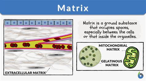 Matrix - Definition and Examples - Biology Online Dictionary