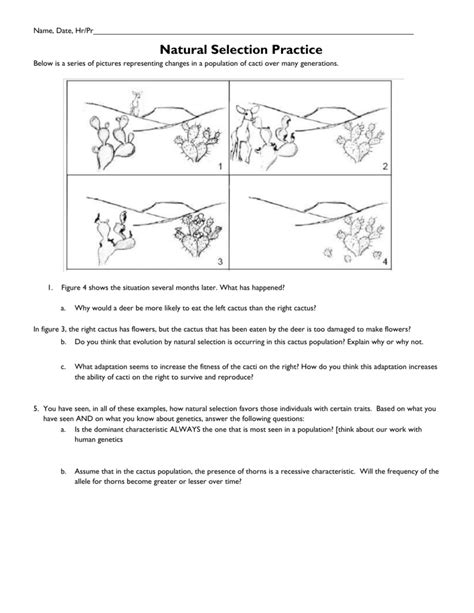 Darwin Natural Selection Worksheet Answers