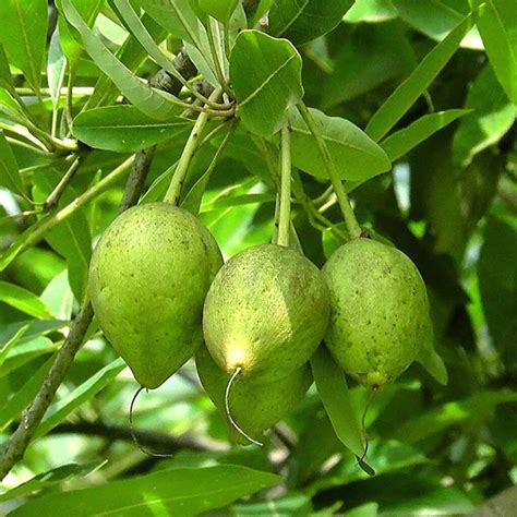 Mahua Tree (Iluppai maram) - Santhi Online Plants Nursery