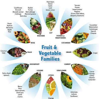 Fruit and Vegetable Families