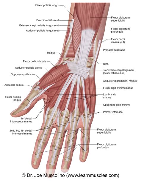 Muscles of the Anterior Hand - Superficial View - Learn Muscles