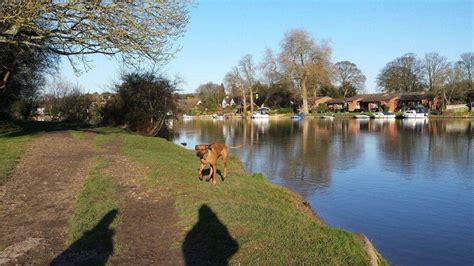 Dog walk at Cookham · Berkshire · Walkiees