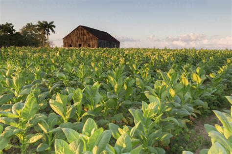 Tobacco farm for Cuban cigars in Vinales, Cuba, West Indies, Caribbean ...