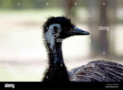 The Emu is a large bird. the emu is covered in primitive feathers that ...