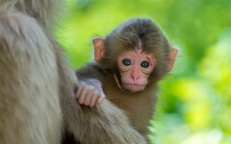 Baby Monkey - EroFound