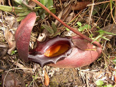 Captivating Facts About Nepenthes Rajah, Biggest Carnivorous Plant