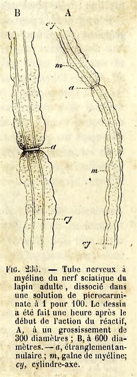 Peripheral Nerve Histology Nodes Of Ranvier