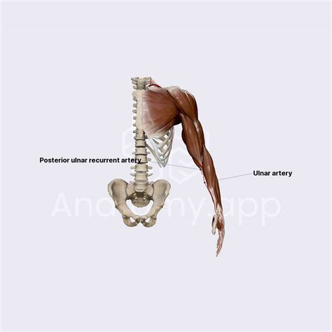 Ulnar artery | Arteries of the upper limb | Upper Extremity | Anatomy ...