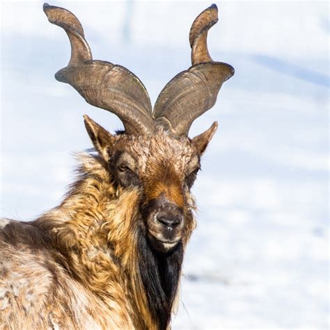 Scientia potentia est: The Markhor Goat and Babirusa strange pig called ...