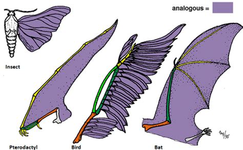 Analogous Organs in Biology