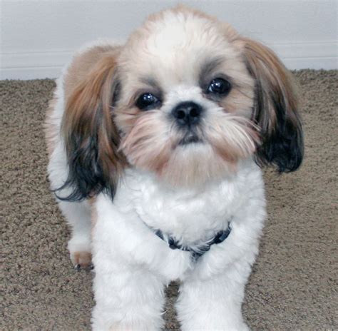 Shih Tzu Dog Breeders Profiles and Pictures | Dog Breeders Profiles and ...