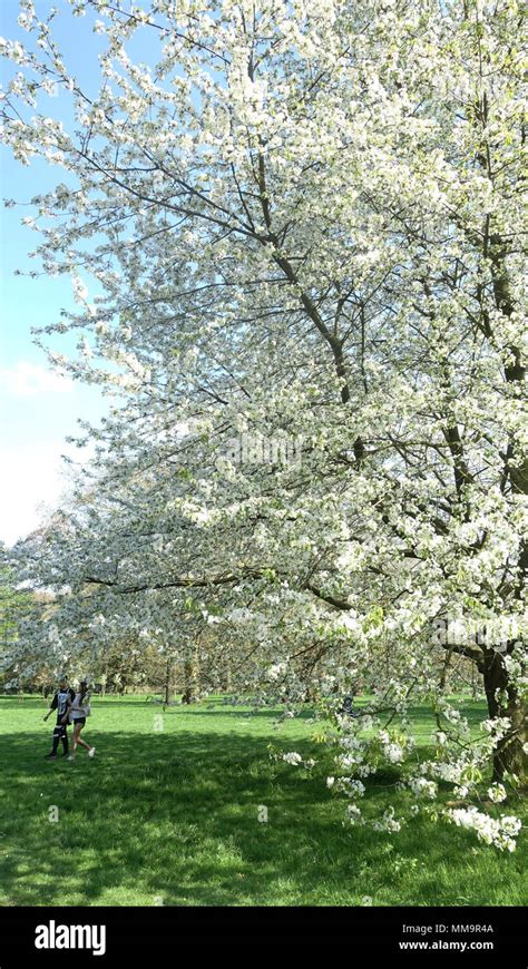 Tree Hyde Park London UK Stock Photo - Alamy