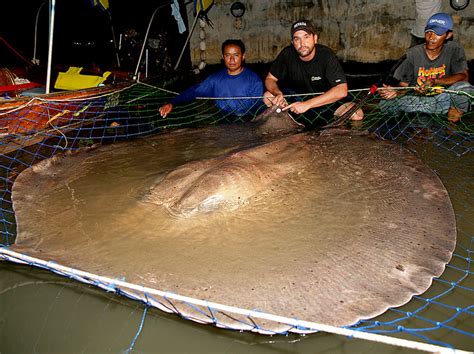 Tale of giant stingray circles the globe | University of Nevada, Reno