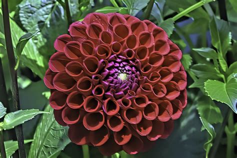 Dahlia Red Cornel | At the Flower Dome, Gardens by the Bay d… | Flickr