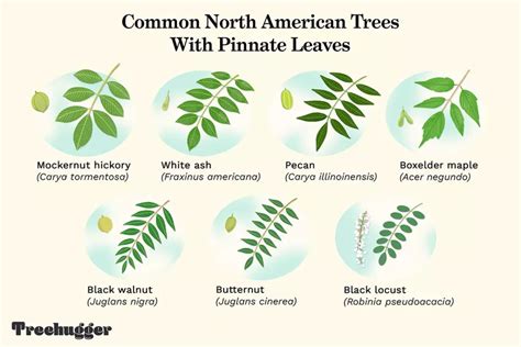 pecan tree leaves identification - Britni Stubbs