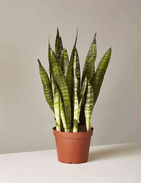 Snake Plant: Care & Growing Guide