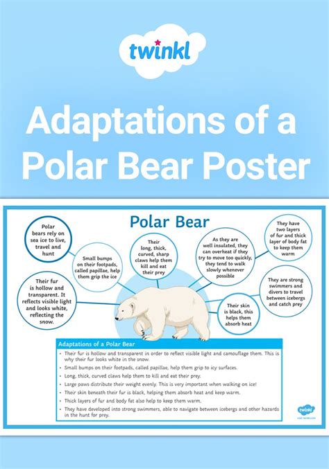 Polar Bear Adaptations | Polar bear adaptations, Adaptations, Polar bear