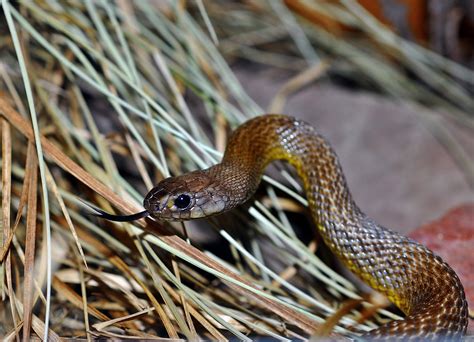 The Fierce Snake Most Dangerous Snake | The Wildlife