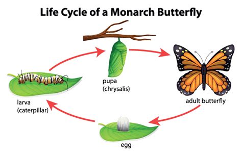 Metamorphosis - Kids Discover