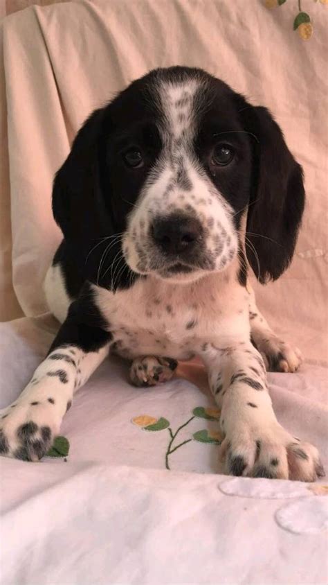 Beagle x Cocker Spaniel Puppy | in Beccles, Suffolk | Gumtree