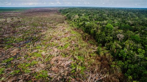 New global study reveals the ‘staggering' loss of forests caused by ...