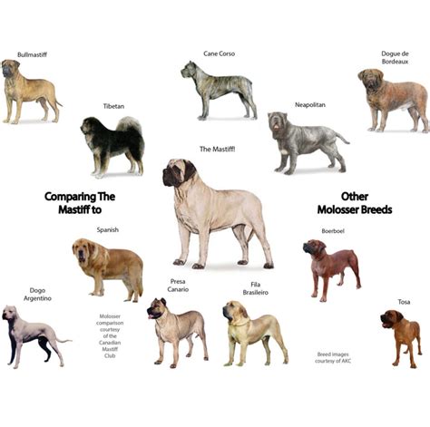 Molosser Comparison sq | Mastiff breeds, Bull mastiff dogs, Mastiff puppies