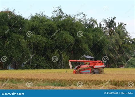 A Harvester Harvests Rice during the First Rice Harvest of 2021 in Hoi ...