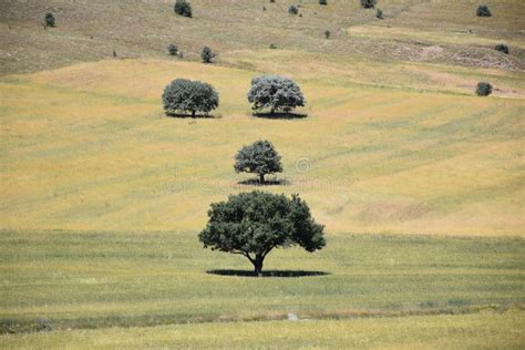 Landscape of country stock image. Image of land, flowers - 96283765