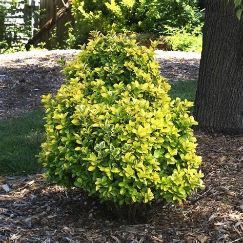 Golden Euonymus Shrub in 2020 | Golden euonymus, Shrubs, Planting shrubs