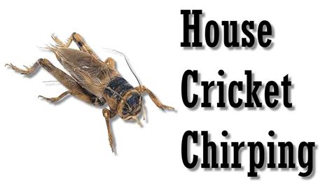 House Cricket Chirping | Bug Making Sound | Insect Making Sound - YouTube