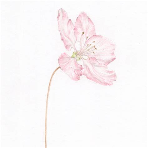 Apple Blossom Drawing at PaintingValley.com | Explore collection of ...