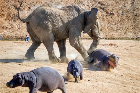 Hippo vs. Rhino vs. African Elephant: Which animal takes it? | Page 6 ...