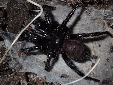 Atrax robustus (Sydney funnel-web spider) | The Dictionary of Sydney