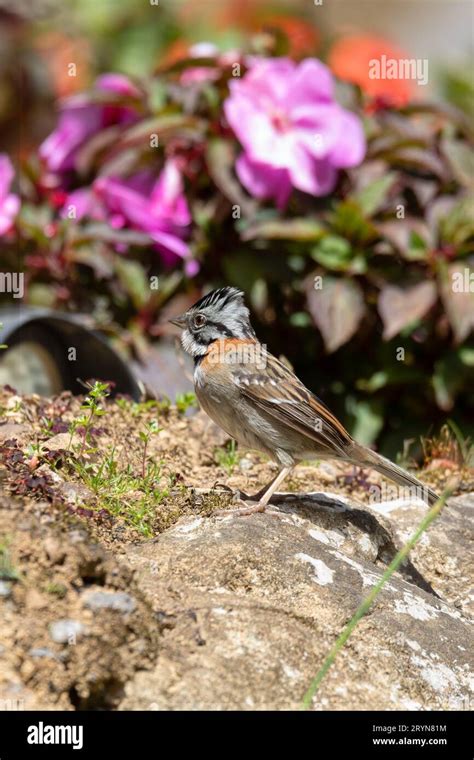 Rufous-collared sparrow or Andean sparrow, San Gerardo de Dota ...