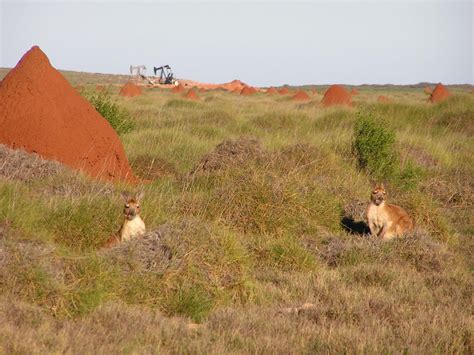 Barrow Island | Robin Chapple MLC