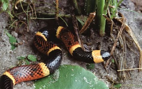 Coral Snake Venom: Types, Effects, and Treatment Options - Reptile Jam