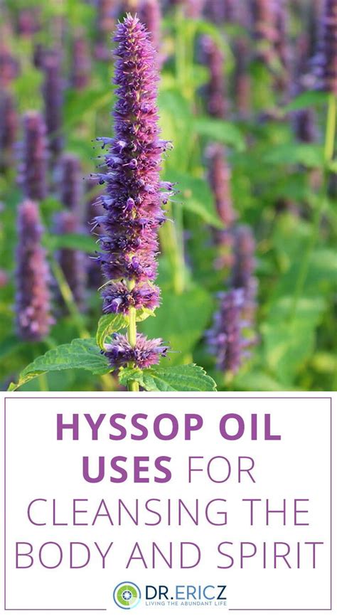 Hyssop Oil Uses for Cleansing the Body and Spirit | Hyssop oil, Hyssop ...