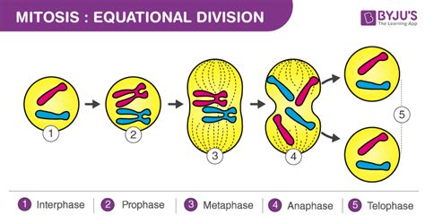 Mitosis (Definition, Diagram & Stages Of Mitosis)