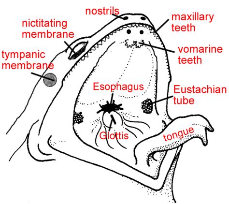 Frog Anatomy Labeled - Anatomical Charts & Posters