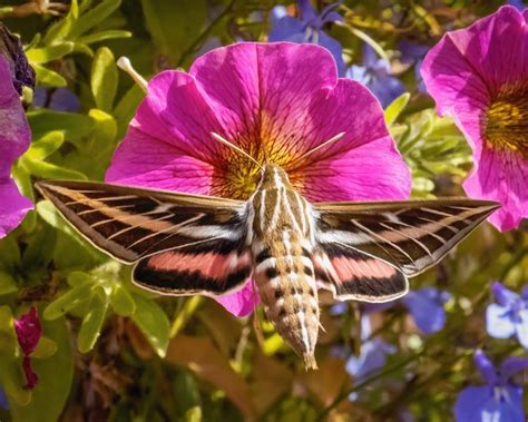 Tuesday’s Vail Daily cover photo: Mysterious moth | VailDaily.com