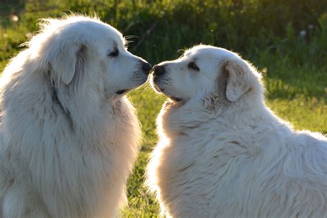 Two Great Pyrenees dogs HD wallpaper | Wallpaper Flare