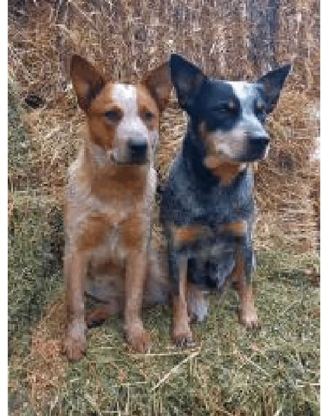 Are Australian Cattle Puppies Born White