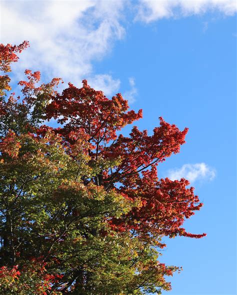 🍁🍂Foliage check! The fall colors are... - Wachusett Mountain