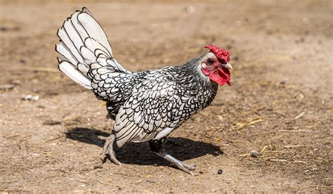 Bantam Chicken Breeds - The Hip Chick