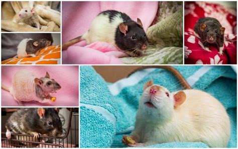 7 Types of Pet Rats: Domestic Rat Varieties Explored