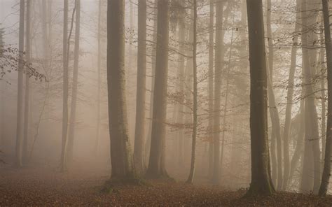 mist, Nature, Sunrise, Landscape, Morning, Forest, Leaves, Fall, Trees ...